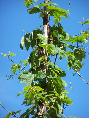 Norsk Folkemuseum humle (2).JPG
