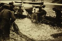 Sildelevering frå steng.