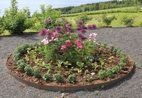 Nytte- og prydvekster i skjønn forening på Hovelsrud gård, Helgøya.jpg