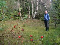 Olav Homlebekk ved tuftene etter plassen høsten 2006.