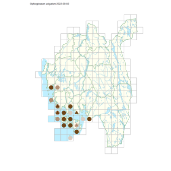 Ophioglossum vulgatum.png