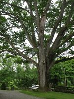 Det gamle eketreet ved inngangen til kirkegården. Foto: Siri Johannessen (2016).