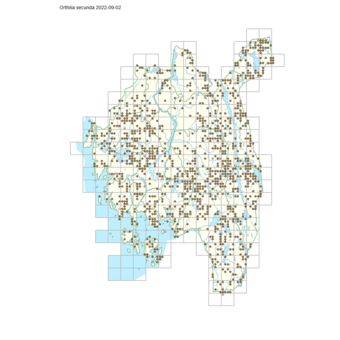 Orthilia secunda 1x1.png