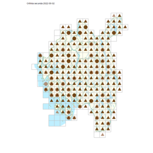 Orthilia secunda 5x5.png