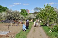 Geitmyra skolehage og Geitmyra parsellhagelag i Oslo. Foto: Roy Olsen, 2013.