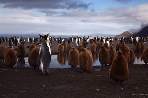 Penguins South Georgia.jpg