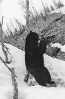 Per svartbjørn nyter flaskegodt mens han strekker seg i Folkeparken. Foto:Steinar Pedersen 1957