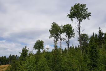 Pisud under Skinnarbøl Kongsvinger osp.jpg