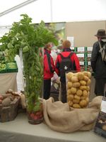 Potetutstilling. Foto: Anne Brit Flatin Borgen (2008).