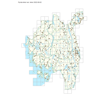 Pyrola minor var. minor 1.png