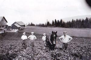 Røyse luking arding.jpg