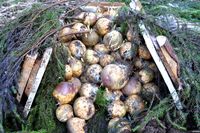 Det er med ei viss spenning at rabbekula vert opna og granbaret plukka vekk. Resultatet var heilt fint alle rabber friske og fine.