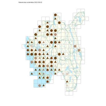 Ranunculus sceleratus.png