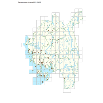 Ranunculus sceleratus 1.png