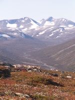 «Reinsdyrflokk i Tundradalen i Skjåk, med Tundradalskyrkja og Tverrådalskyrkja i bakgrunnen». Foto: Per Dagsgard, ca. 2010. [Bildet er trulig teke kring september/oktober etter vegetasjonen og reinpelsen å dømme.]