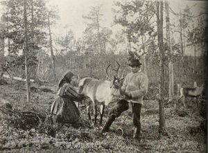 Reindeer milking.jpg