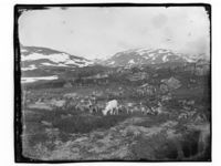 «Reinsdyr flokk». Foto: Marthinius Skøien, ca. 1880–1910.