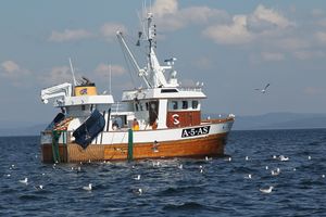 Reketråleren MS "Trygg" av Asker på fiske i Oslofjorden i 2014.jpeg