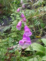 Vanlig revebjelle (digitalis purpurea). Foto: Anne Brit Flatin Borgen (2008).