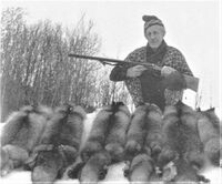 Charles Karlsen med revefangst på 1960-tallet.