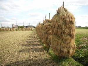 Ris paa kornstaur i Kurihara i Japan.jpg