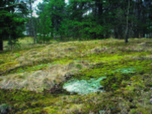 Rissninger lengre unna.JPG