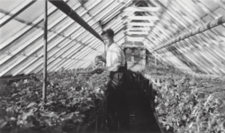 Rolf Alexander Syversen stilte sitt gartneri på Økern til disposisjon. Alle transportene startet herfra kl 21.00. Kilde: Carl Fredriksens Transport.