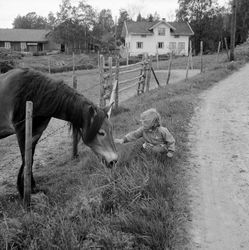 Ruth Søderstrøm og hest. 1964.