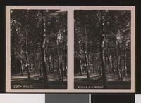 75. S. 27 - Molde stereofotografi - no-nb digifoto 20150803 00286 bldsa stereo 0576.jpg