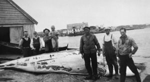 Kval på land på Blåstokken om lag 1938, flensinga har byrja. Frå venstre: Emil, Harry, Hjalmar og Eivind Wiken, Olai Bårdsen, Adolf Strand, Richard Børhaug.