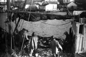 Frå sildefiske 1935. Vika med naust og hus i bakgrunnen.