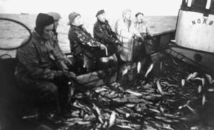 M/S «Nordøy» dreg sildegarn.