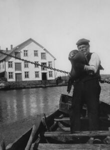 Ole Nestang (bnr 10) med ein levande kobbe, Holmen bak. Ole fekk oppleva å verta tippoldefar, prøv å finna ut korleis!