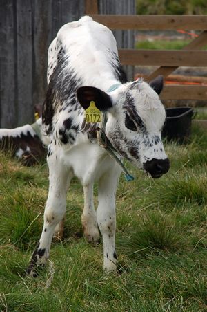 STN Calf.jpg