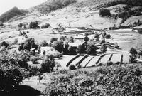 Heser på Berge, 1950. Foto Sigurd Berge.