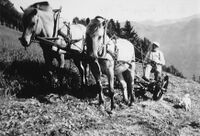 Per P. Berge sler Haugen i 1951. Vaktmann er med. Foto Sigurd Berge.