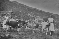 Astrid Berge med Liljegrein og Aslaug Berge med Kinnros framfor gamle selet til Larsgarden i 1925. Dei andre kyrne Pilkjedokka, Plomrei, Fløyma og Fullrei.