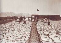 Kleppfisktørking på Kirkjusandur på Island ein gong føre 1898. Den smale gang- eller trillebår-stigen med tørking av fisk på begge sidene er typisk for kleppfisktørkeplassane. Foto: {{{1}}}