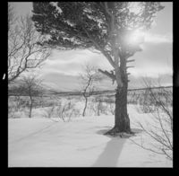 11. Saltfjell - no-nb digifoto 20150210 00237 NB MIT FNR 16926.jpg