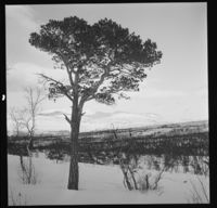 16. Saltfjellet - no-nb digifoto 20150210 00248 NB MIT FNR 16945.jpg