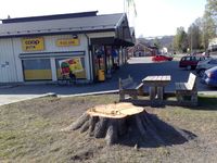 Samvirkelaget med stubben til den kjente furua. Foto: Trond Nygård (2011)