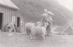 Saueklypping om våren.jpg