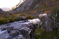 Sauesanking Feirdalen.