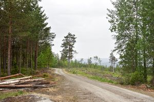 Sauherad, Fugleleikvegen-1.jpg