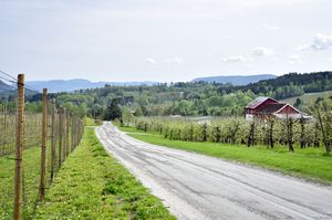 Sauherad, Prestholtvegen-1.jpg