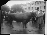 117. Schjøll okse - no-nb digifoto 20140826 00062 NB NS NM 14014.jpg