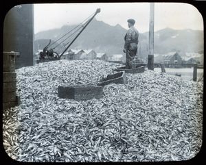 Sild ved sildoljefabrikk Wilse.jpg