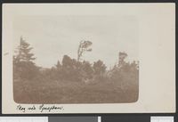 153. Skog ved Sjusjøen - no-nb digifoto 20150813 00005 bldsa PK26241.jpg