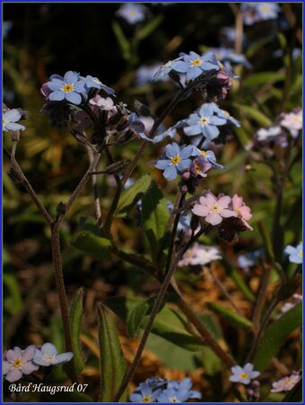 Skogforglemmegei BH.jpg