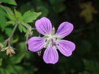 6. Skogstorkenebb.JPG